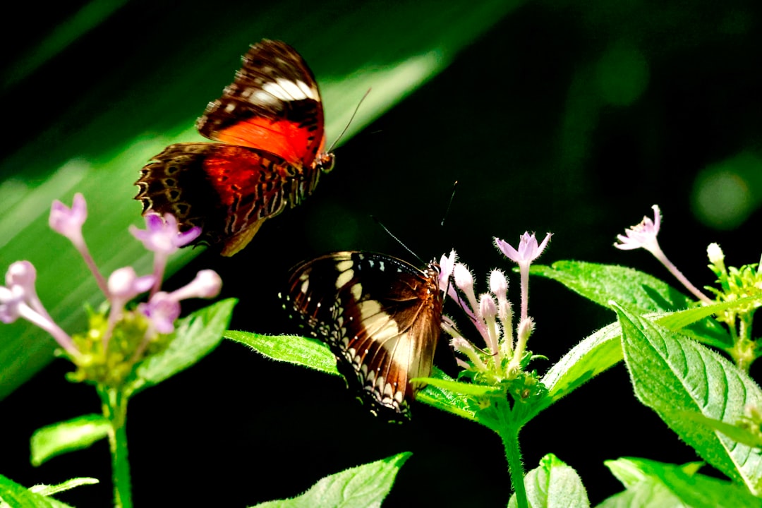 O que é o "efeito borboleta" em DeFi (contágio) - Entendendo o Efeito Borboleta em DeFi: Como o Contágio Pode Transformar o Ecossistema Financeiro Descentralizado