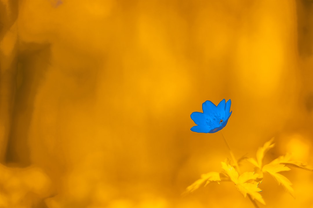 Twitter cripto (Crypto Twitter) - twitter spaces