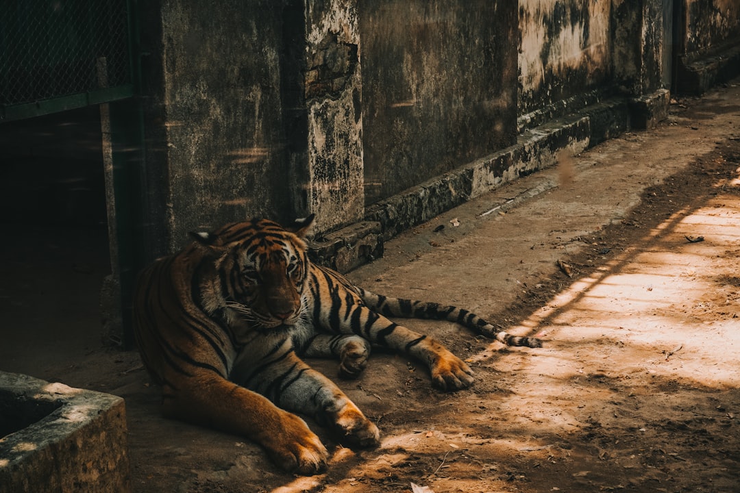 tigres token - Tigres Token: Tudo o que Você Precisa Saber Sobre o Novo Projeto Cripto em Portugal