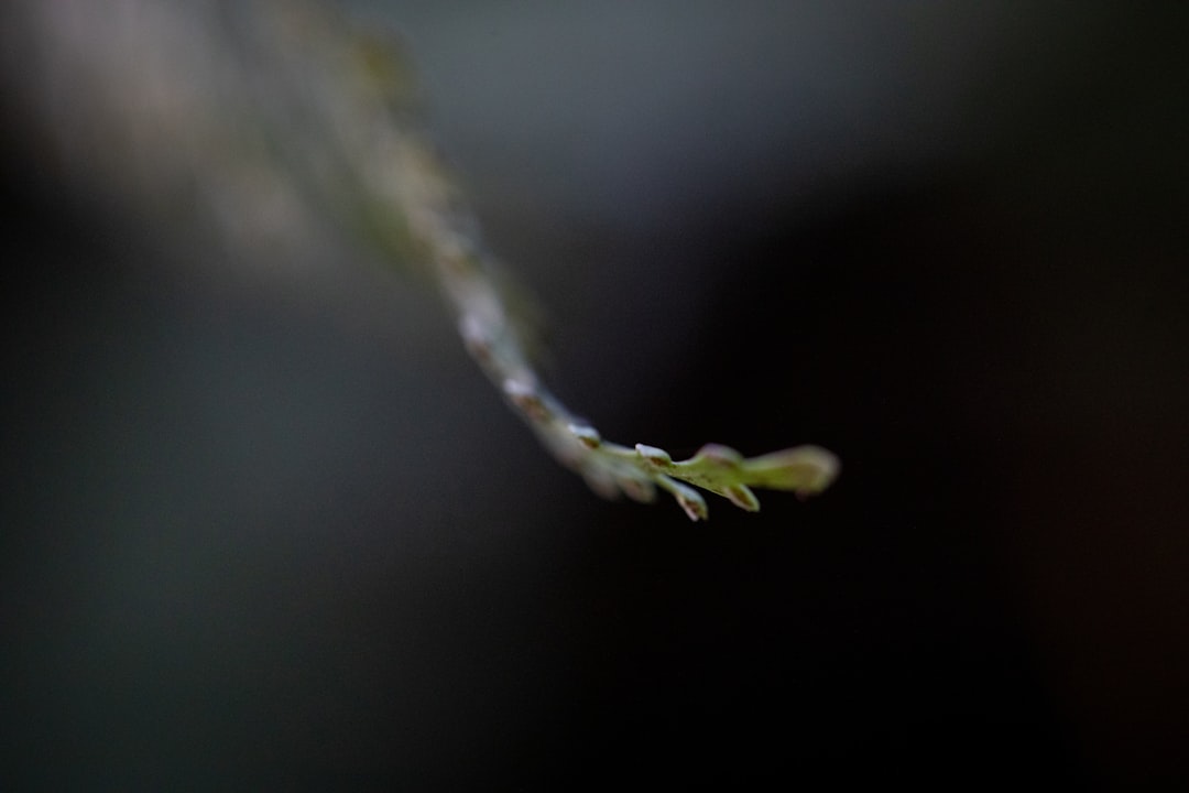 Farcaster - like emerging