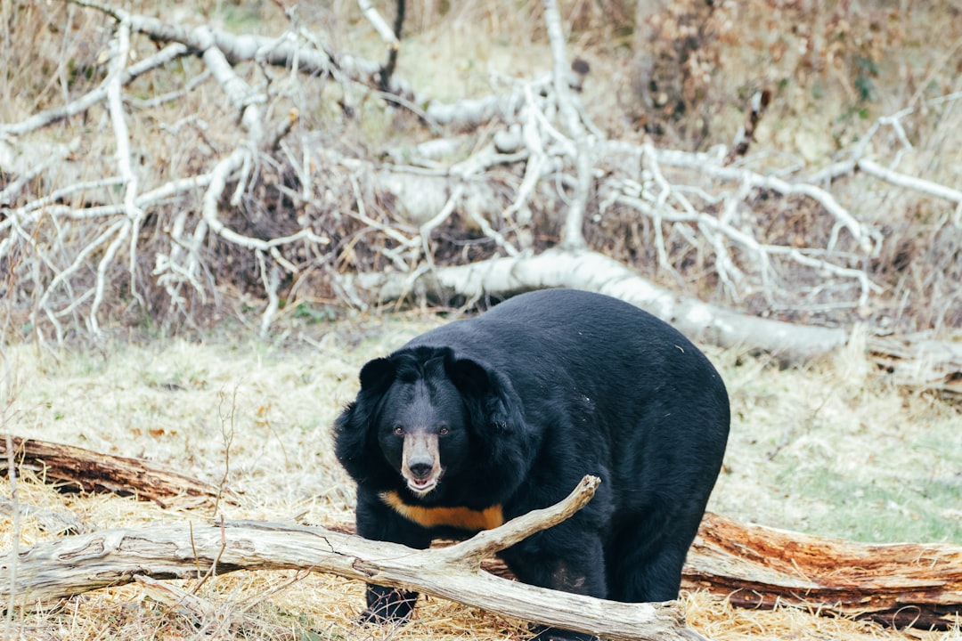bear trap identificar - Como Identificar uma Bear Trap no Mercado Cripto: Guia Completo 2025