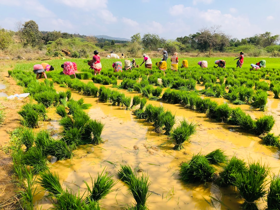Como fazer yield farming - pools such
