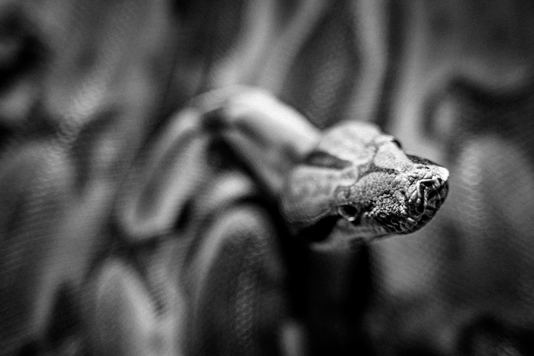 api trading configurar - developers python api trading configurar - developers python