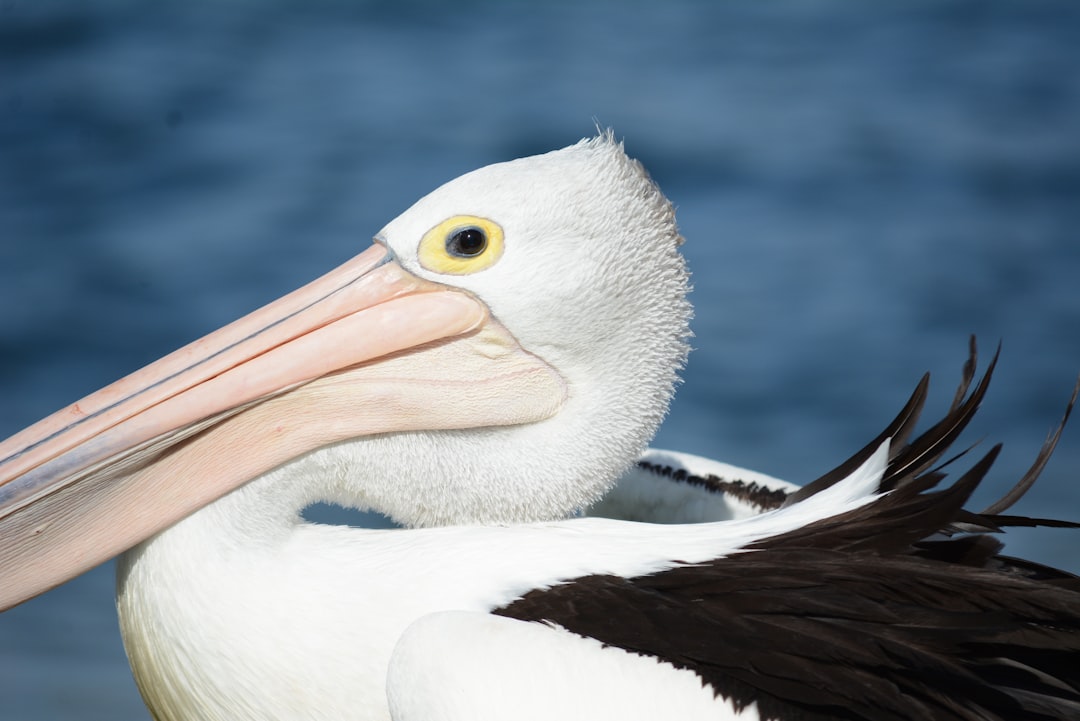 albatross - Albatross: Do Reino dos Mares ao Universo Cripto – Tudo o que Você Precisa Saber