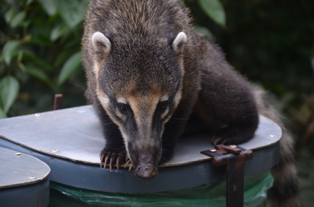 Badger DAO - participating governance