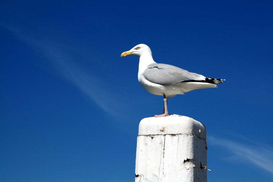 seagull - chain understand seagull - chain understand