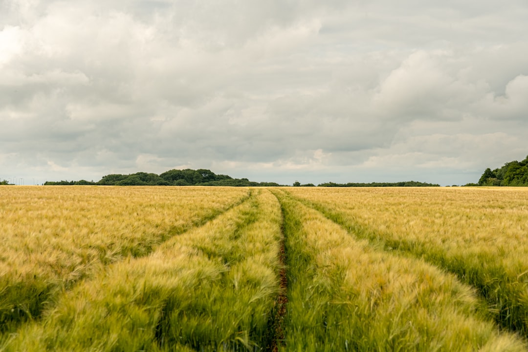 bit country - example decision