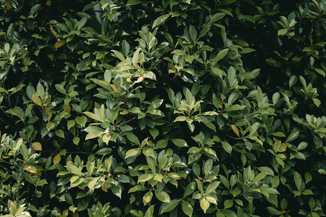 hoppy - cultivars often