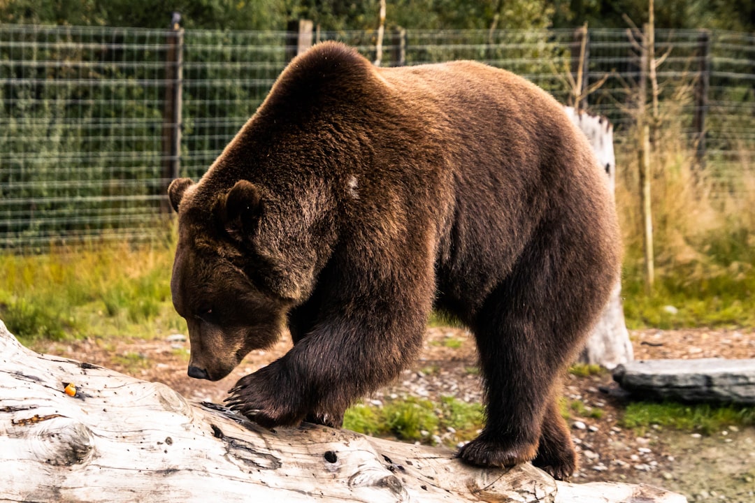 Bull market vs Bear market - Bull Market vs Bear Market: Entenda as Diferenças, Estratégias e Como Navegar em Cada Ciclo