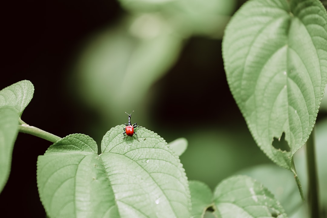 bug bounty - essential metrics