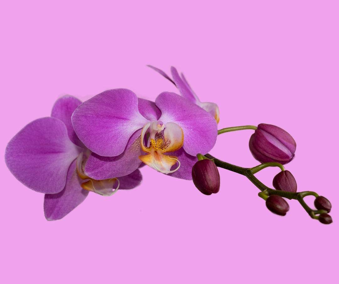 Orchid (OXT) - Orchid (OXT): Guia Completo sobre a VPN Descentralizada, Tokenomics e Perspectivas de Investimento para 2025