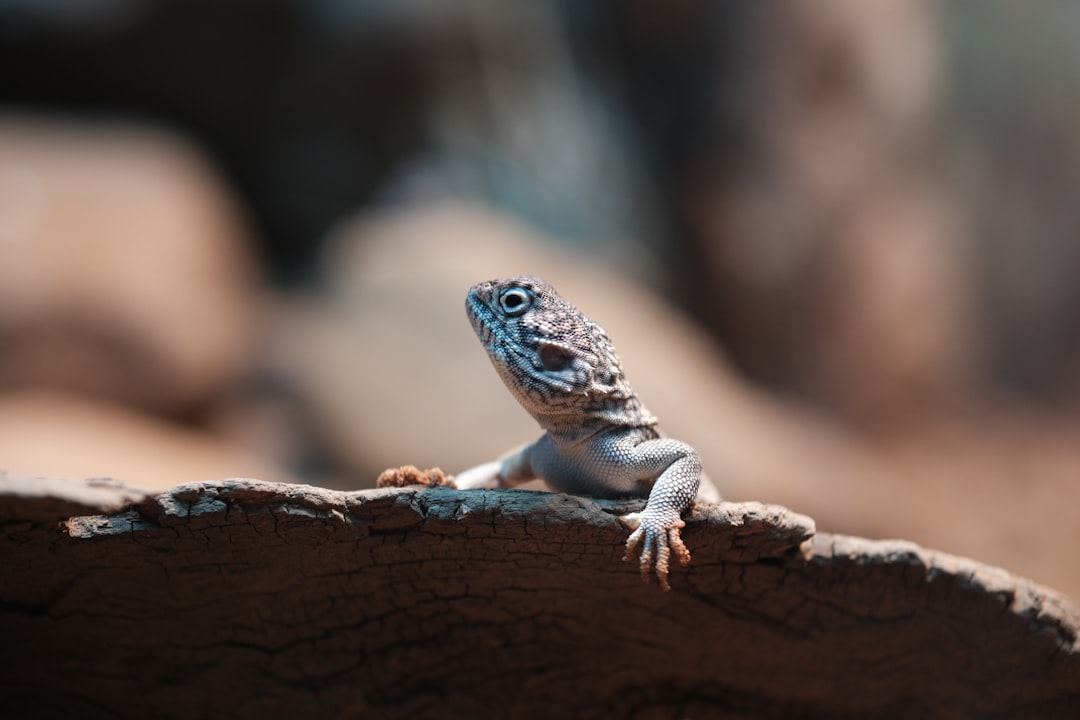 big lizard - Big Lizard: Tudo o que Você Precisa Saber sobre os Grandes Lagartos no Mundo