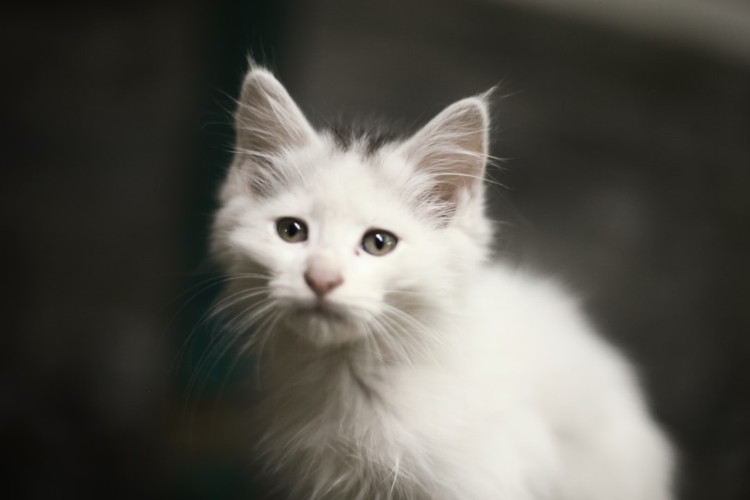 HODL o que significa - wish adopt HODL o que significa - wish adopt