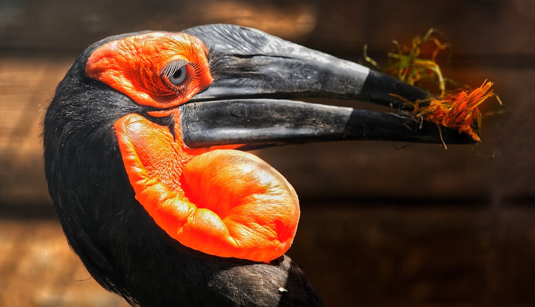 Projetos ReFi promissores - toucan carbon