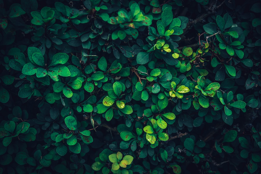 O que é o "greenwashing" e como a blockchain pode ajudar a combatê-lo - O que é o "greenwashing" e como a blockchain pode ajudar a combatê‑lo