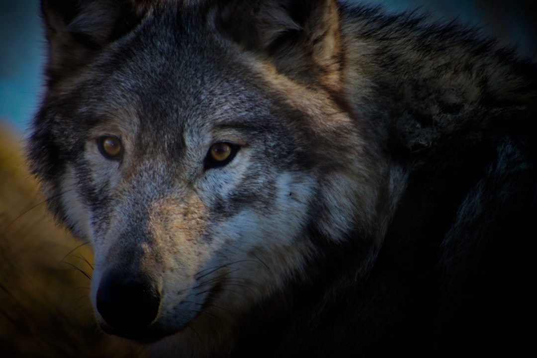 wolf game - Wolf Game: Guia Completo, Estratégias e Oportunidades no Universo NFT