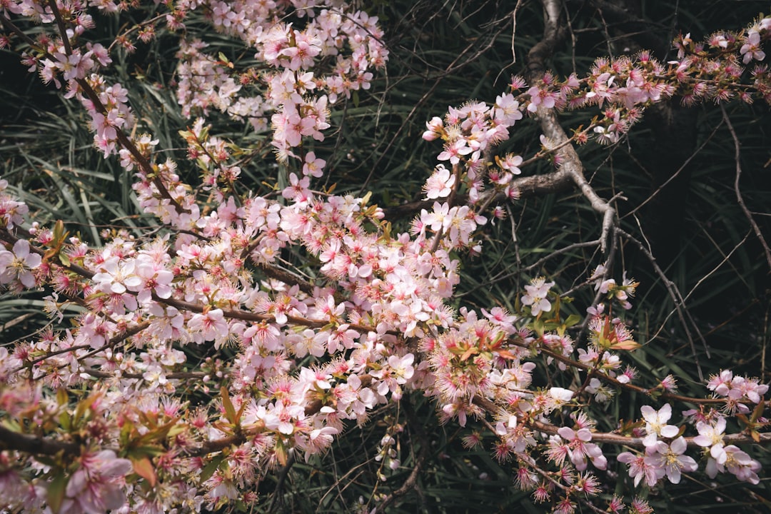 wyckoff spring - example demonstrates wyckoff spring - example demonstrates