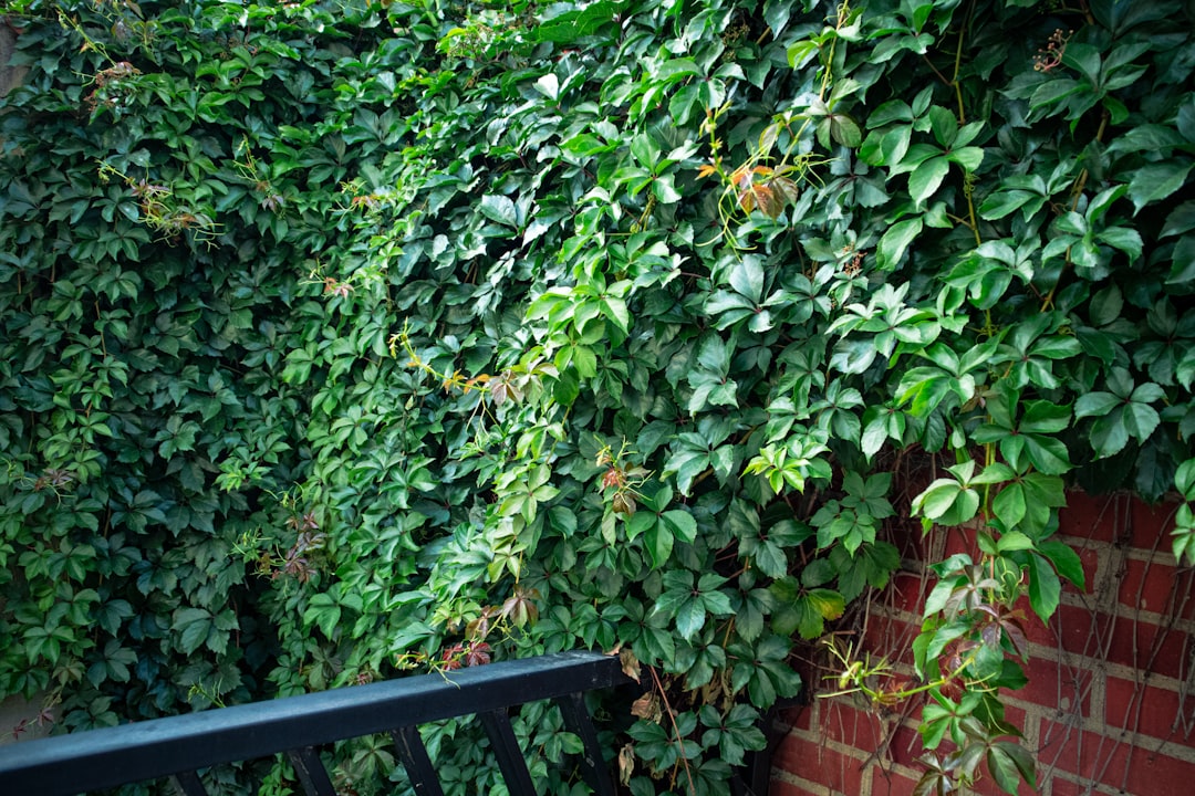 protective put hedge - suppose purchased