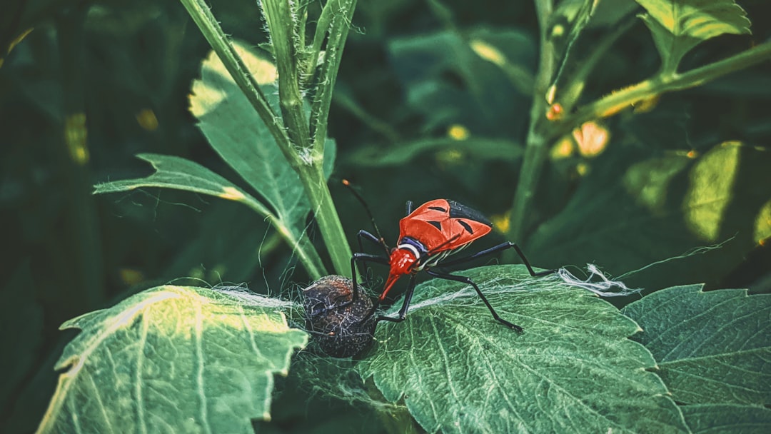 bug bounty - platforms recognized