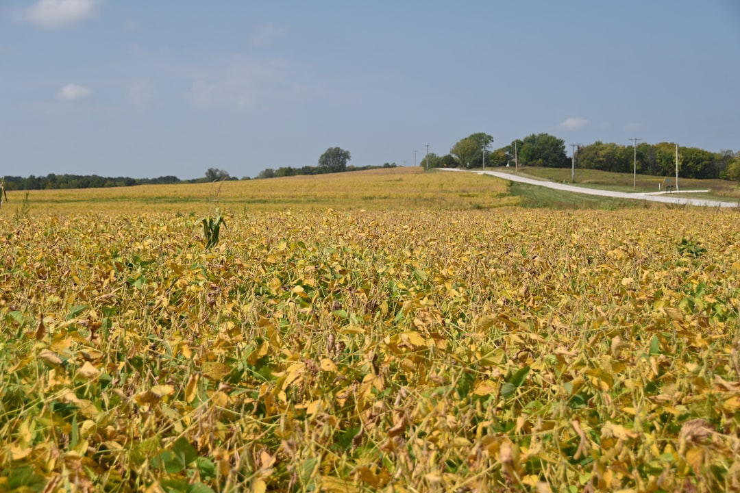 Riscos do yield farming - Riscos do Yield Farming: Como Proteger Seu Capital no Ecossistema DeFi
