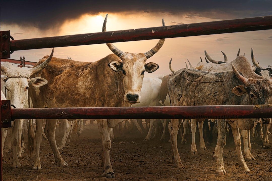 Bull market estratégias - Bull Market Estratégias: Como Lucrar nos Mercados Altistas de Criptomoedas
