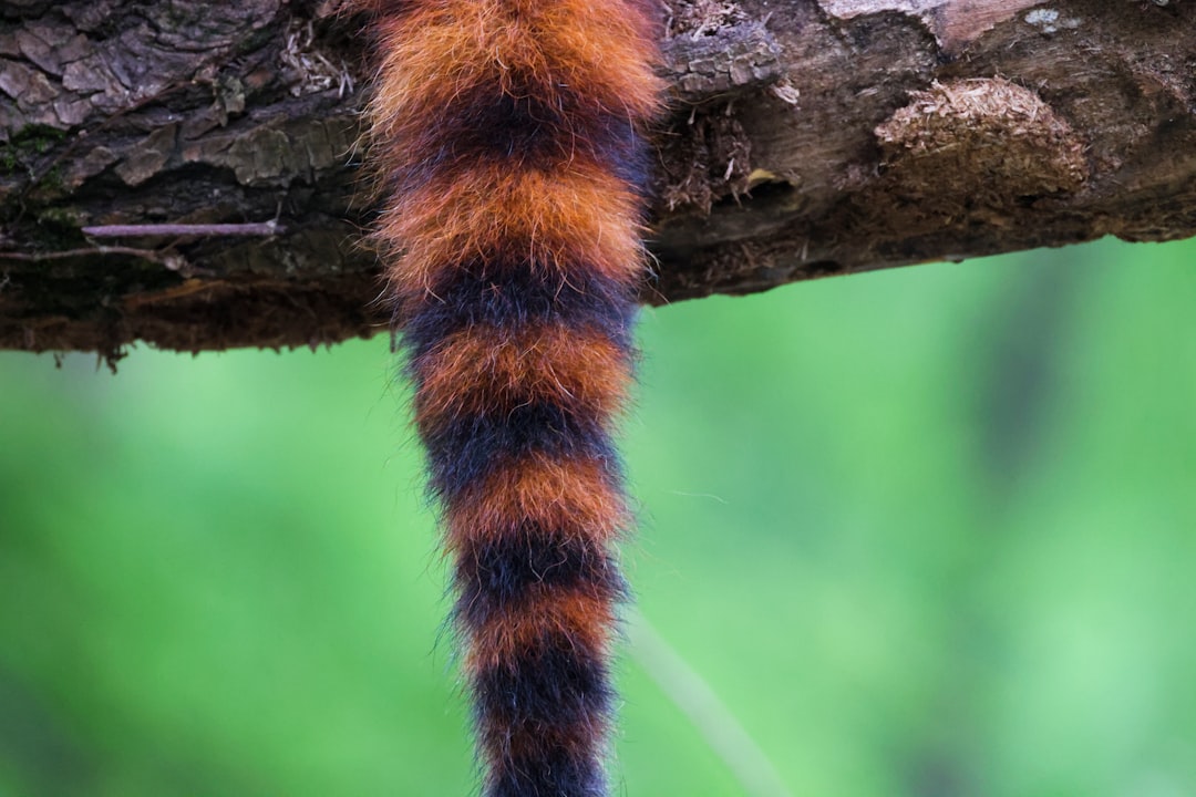 tail risk - Tail Risk: O que é, como identificar e proteger seus investimentos em cripto