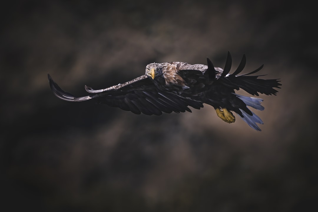 eagle network - Eagle Network: A Revolução das Oráculos Descentralizados no Ecossistema Cripto Brasileiro