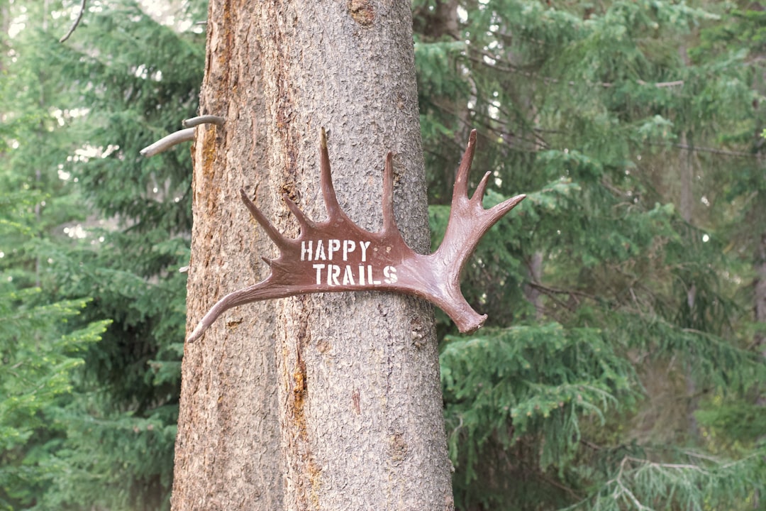 stop hunt - instead placing