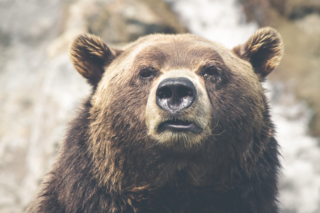 Oportunidades no bear market - Oportunidades no Bear Market: Como Transformar Quedas em Lucros no Mundo das Criptomoedas