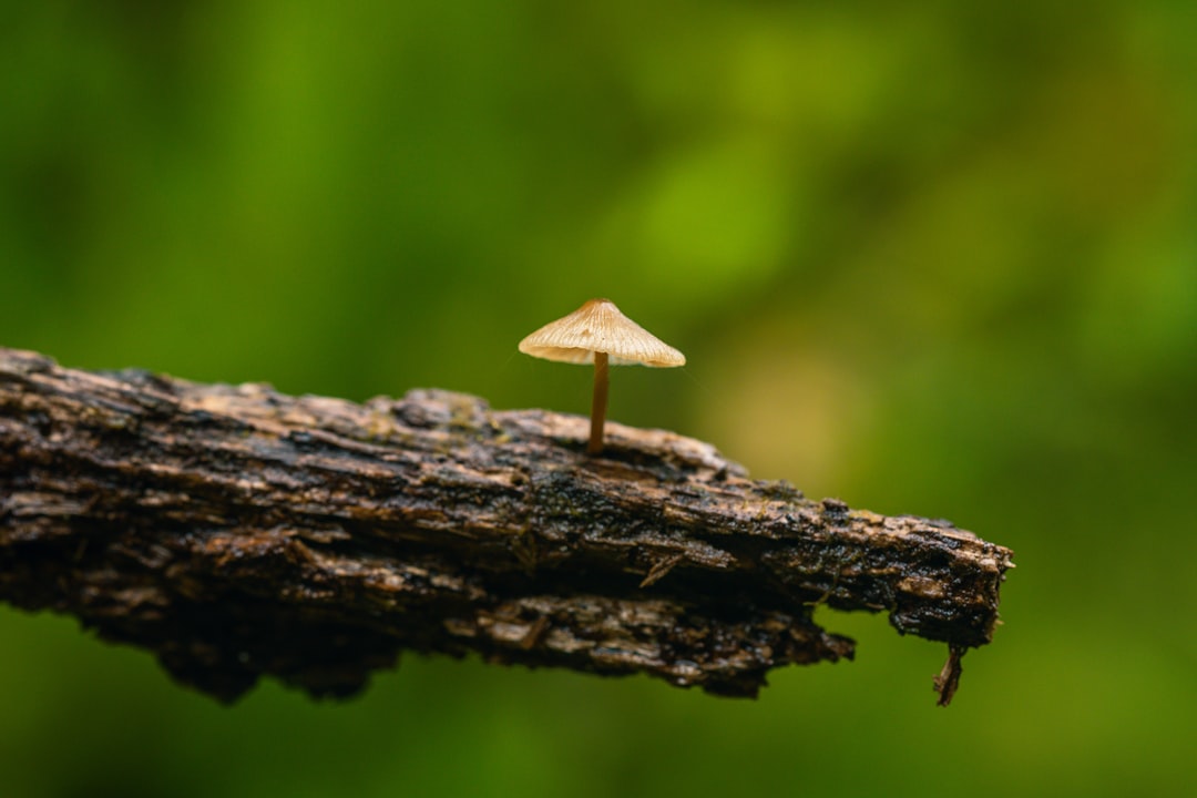 microventures - quot underestimate