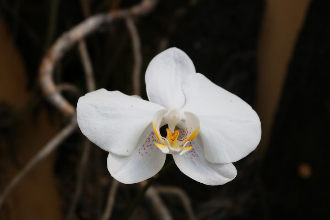 Orchid (OXT) - although project Orchid (OXT) - although project