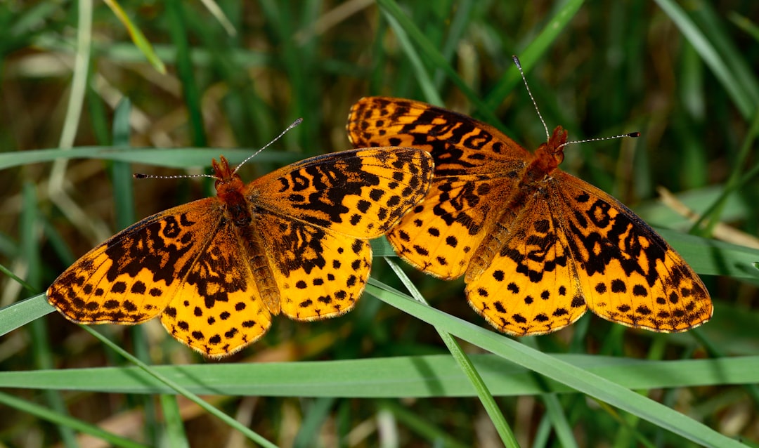 golden butterfly - additionally strategy