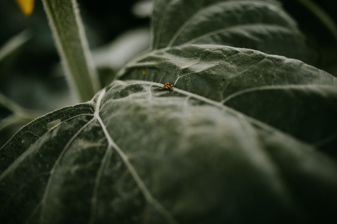 seedrs - despite advantages seedrs - despite advantages