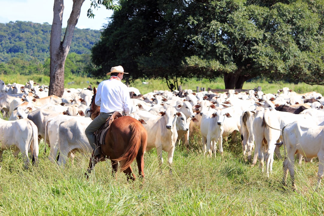 live cattle - producers investors