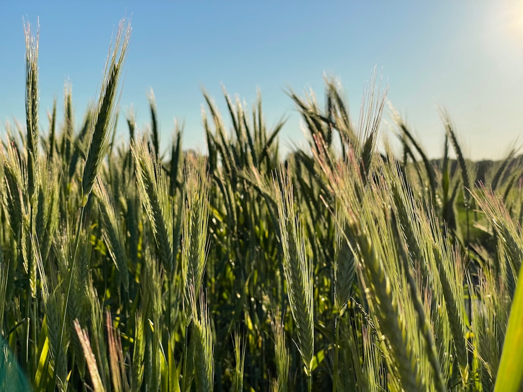 harvest - rollup development harvest - rollup development