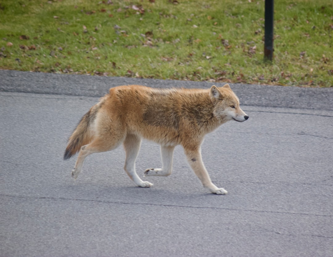 landwolf - security landwolf