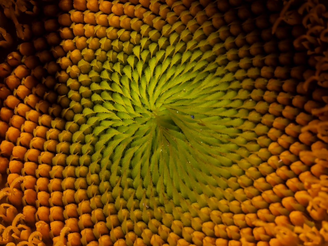 fibonacci retracement - Fibonacci Retracement: Guia Completo para Traders de Criptomoedas em 2025