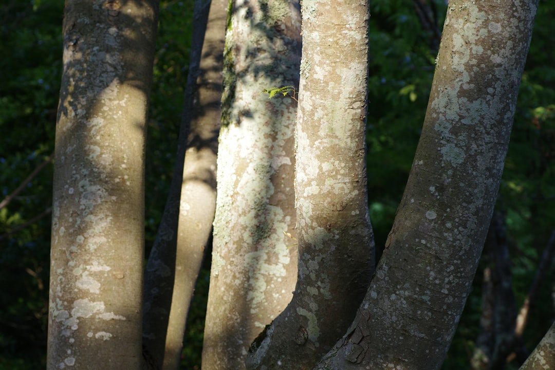 Pinata, Infura - Pinata e Infura: Os pilares da infraestrutura Web3 para desenvolvedores brasileiros