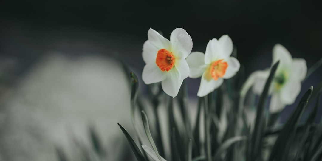 wyckoff spring - price support wyckoff spring - price support