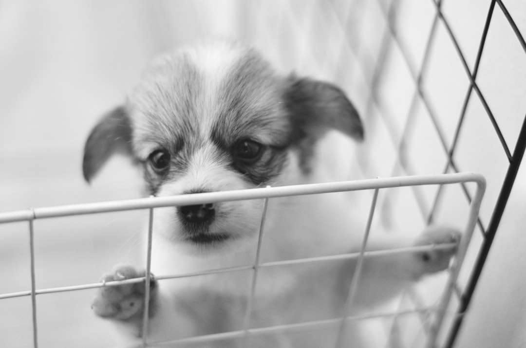 Descentralização - want adopt Descentralização - want adopt