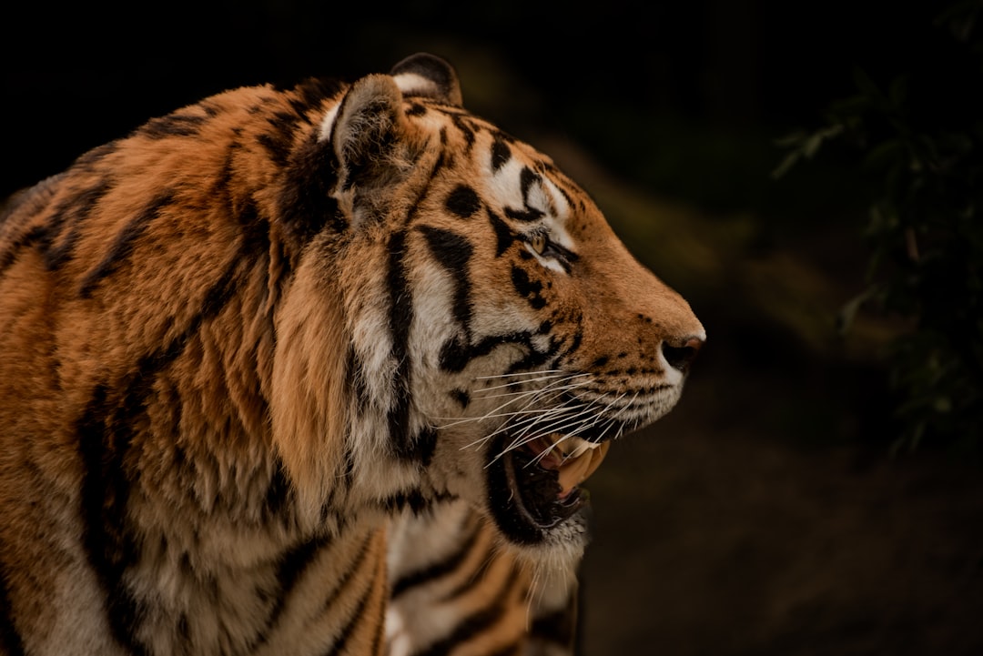 tigres token - Tigres Token: Guia Completo, Estratégias e Oportunidades no Ecossistema Cripto em 2025