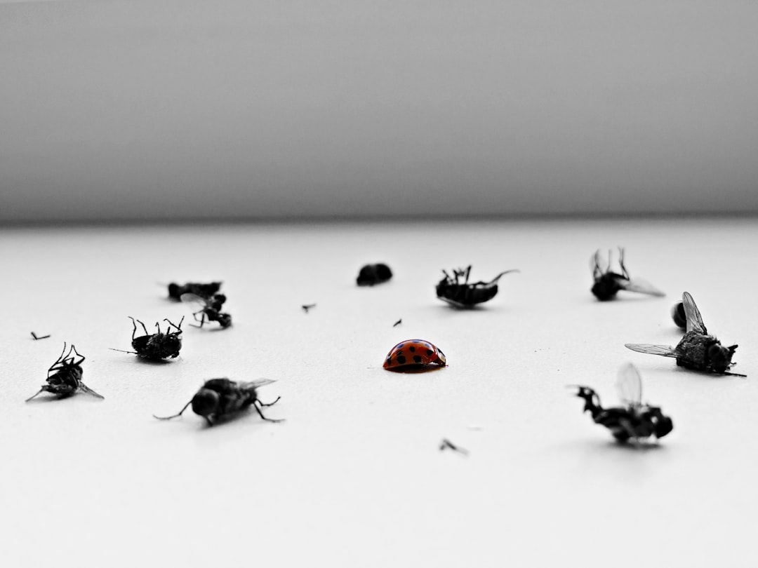 O que é um bug bounty em cripto - their addition