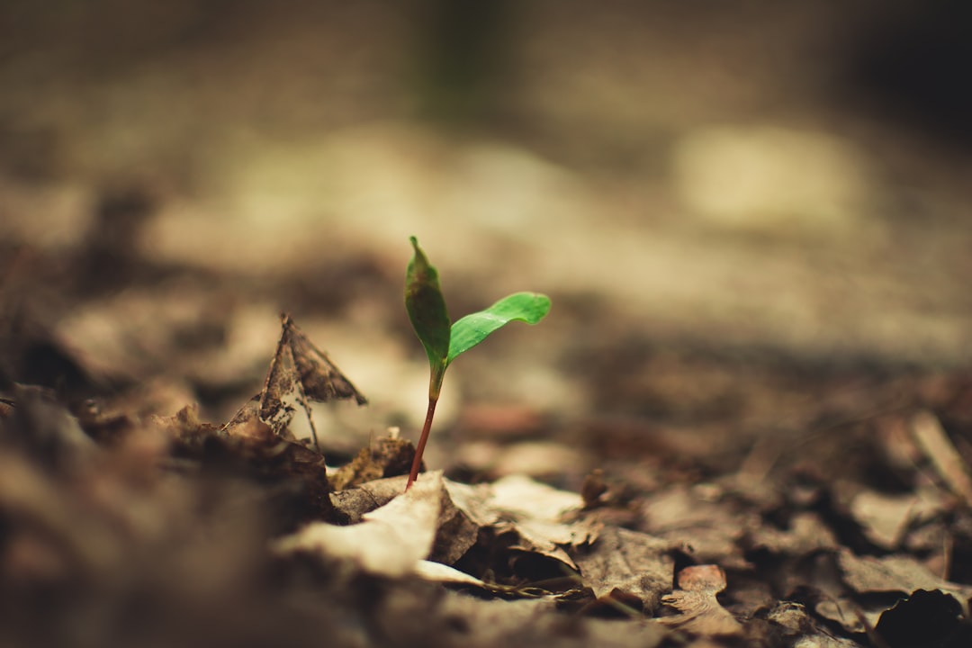 play to earn sustentável - therefore sustainability