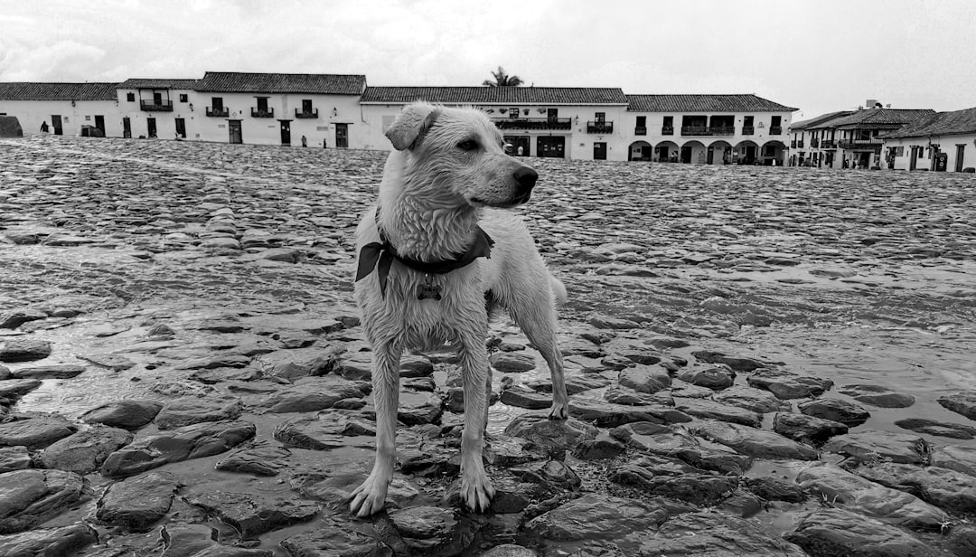 doge - Dogecoin (DOGE) no Brasil: História, Potencial de Investimento e Como Navegar no Ecossistema Cripto em 2025