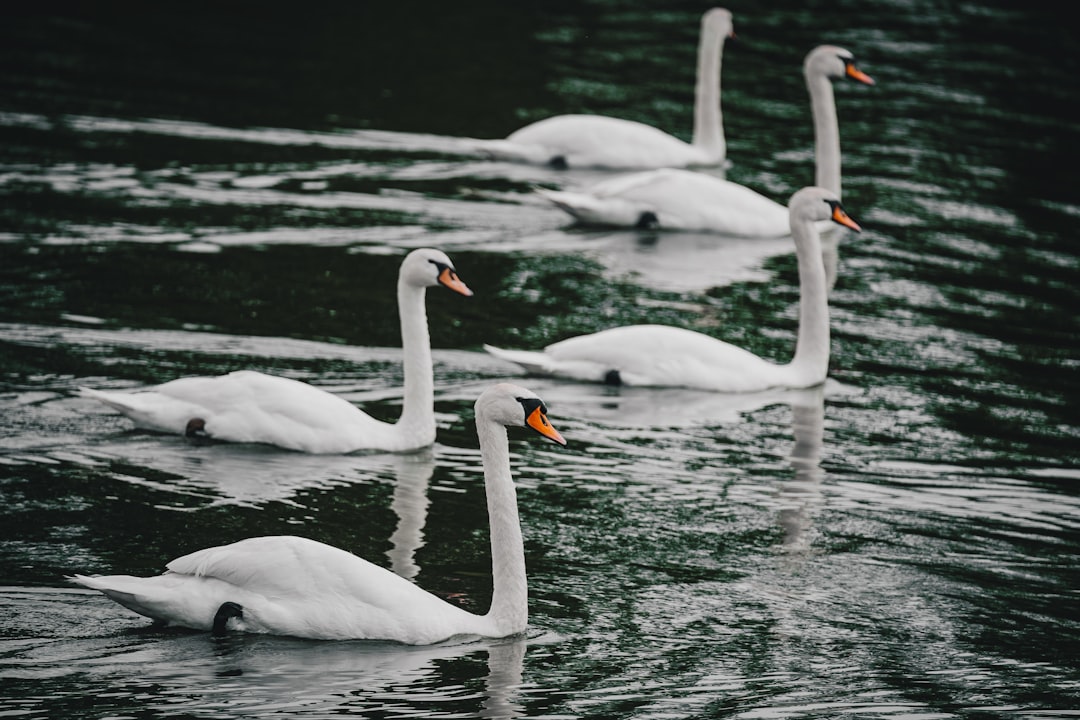 Modelos de seguro paramétrico em blockchain - simplified flow Modelos de seguro paramétrico em blockchain - simplified flow