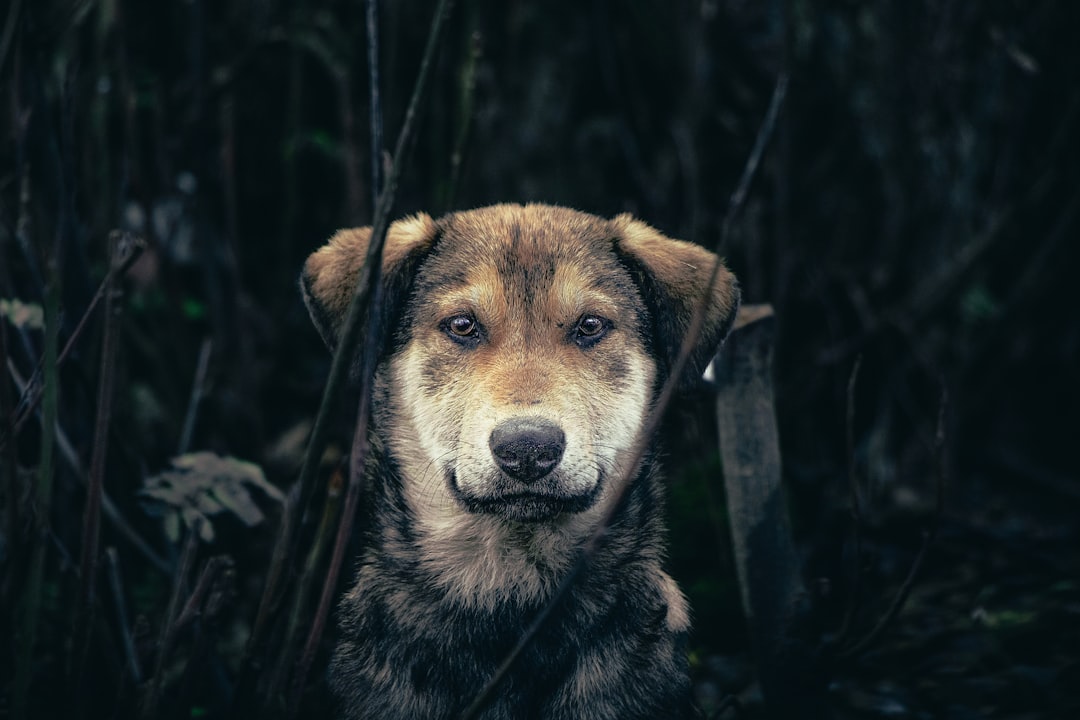 O que é Dogecoin - O que é Dogecoin: Guia Completo, História, Tecnologia e Perspectivas de Investimento em 2025