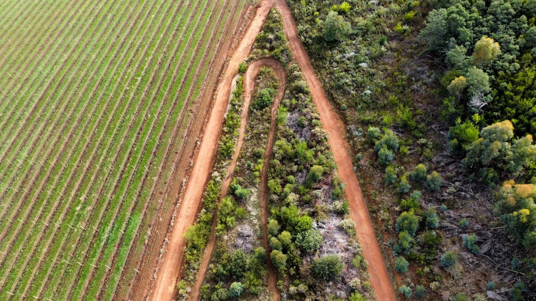 Rollups - brazilian ecosystem
