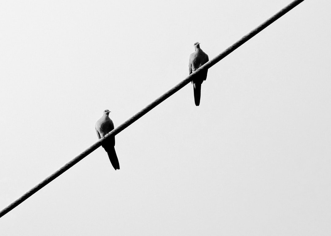 dex vs cex diferenças - DEX vs CEX: Diferenças Cruciais, Vantagens e Desvantagens para Investidores Brasileiros