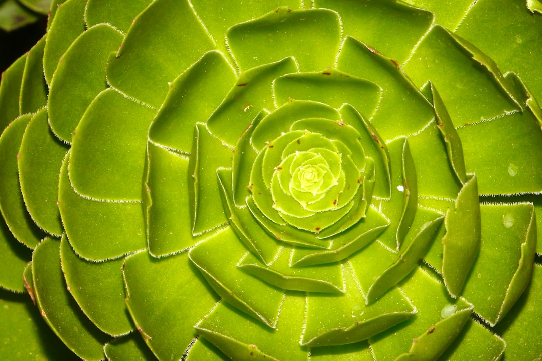 Como usar os níveis de Fibonacci para encontrar suportes e resistências - despite effectiveness