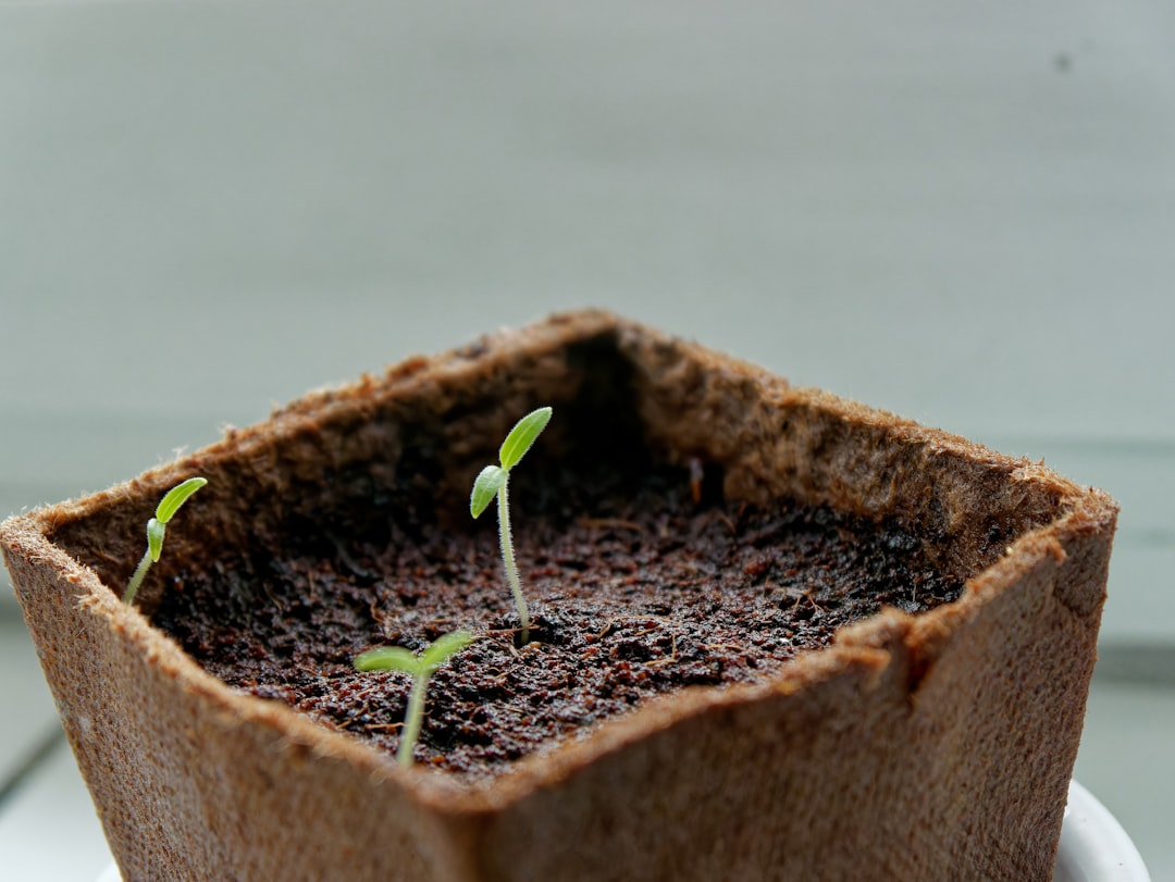 staking polkadot dot - growth defi staking polkadot dot - growth defi